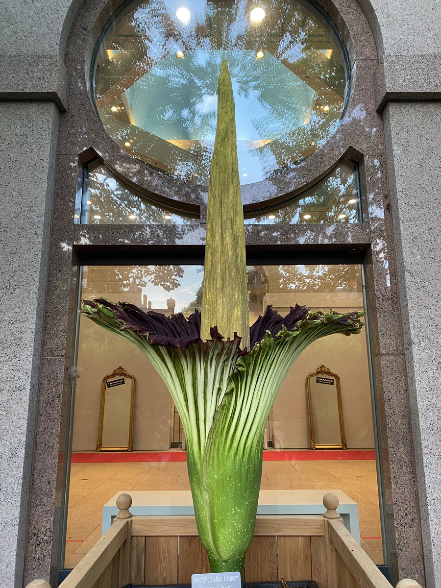 SIGardens's tweet image. Good morning from the Enid A Haupt Garden. The corpse flower has finally opened. The garden is open from dawn until dusk. 
On loan from the @usbotanicgarden located on the north terrace of the @si_africanart  Museum.