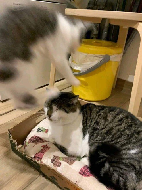 virginpizzababe's tweet photo. Me when I finally reunite with Gigi @callmemrsvodka https://t.co/PBupWbHekp