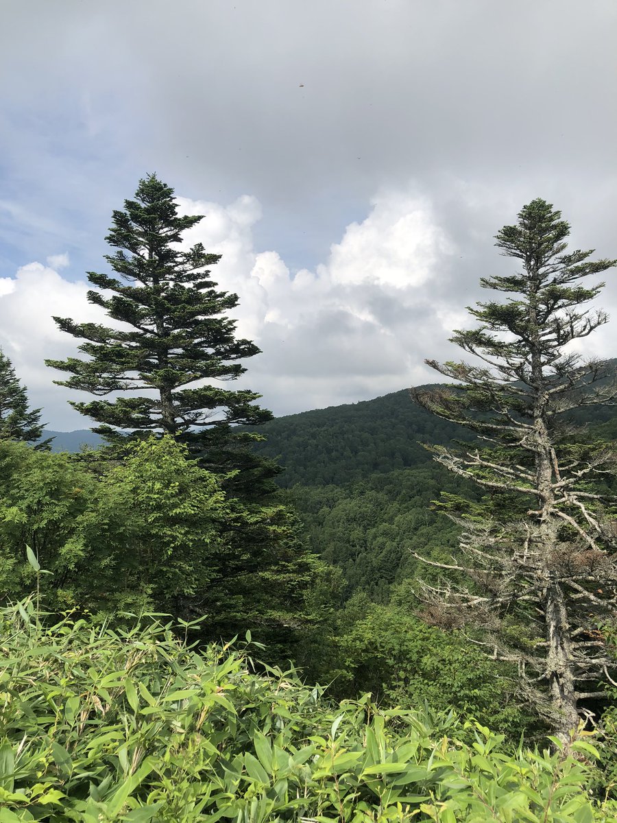 NobuyaH's tweet photo. 亜高山帯へ
To the sub-alpine zone.
aug.2022
①長野電鉄A特急スノーモンキーNaganodentetsu A Limited Express Snow Monkey.
②北志賀竜王山Kita_Shiga M't Ryuo
③ヨツバヒヨドリEupatorium glehnii https://t.co/lkMxdejxUi ex Trautv.
④キオンSenecio nemorensis L.
#plants #植物 #subalpine https://t.co/IljLWOS3GM