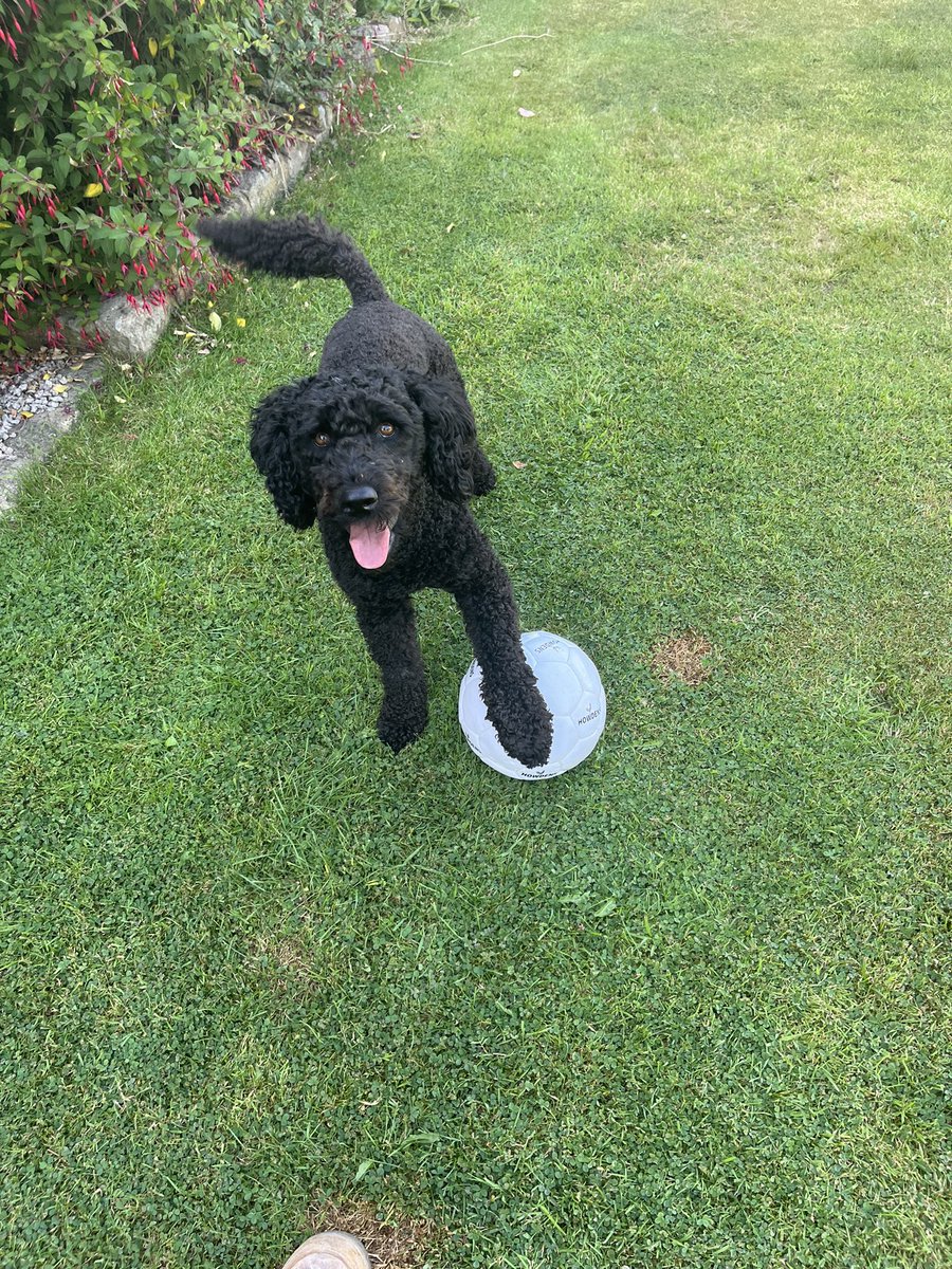 Kalamazoopvfc's tweet photo. Need a new striker @OfficialPVFC ? #pvfc Didier DOGba https://t.co/sO17uSUEhl