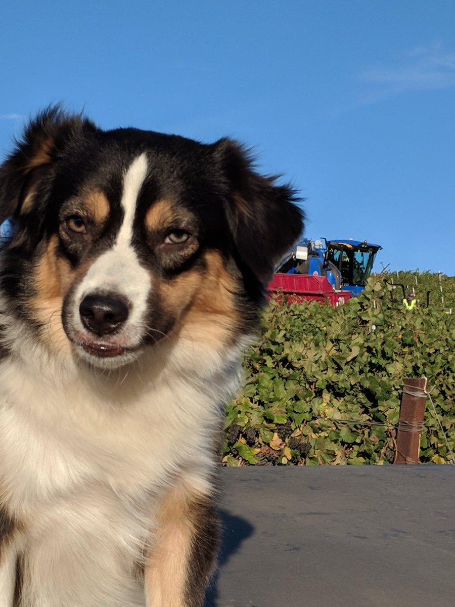 Mikesmudders's tweet photo. Are you ready for harvest? Winnie says it's just around the corner! https://t.co/Y2uFPcozvA