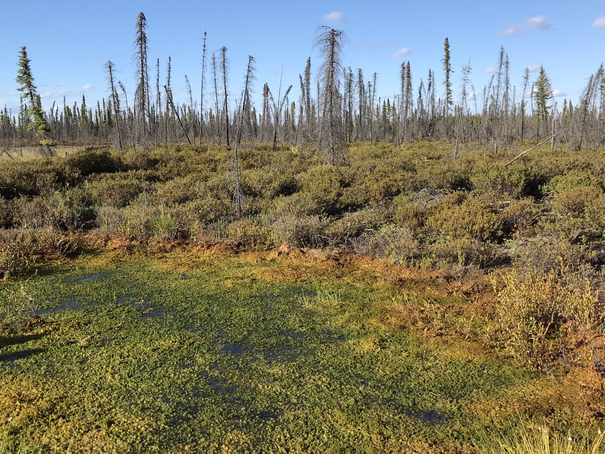 Permafrost thaw has big impacts. Thawing permafrost in peatlands causes the ground surface to collapse and subside. Here you can see about a meter of surface collapse as the flooded thaw area (foreground) expands and triggers more thaw.