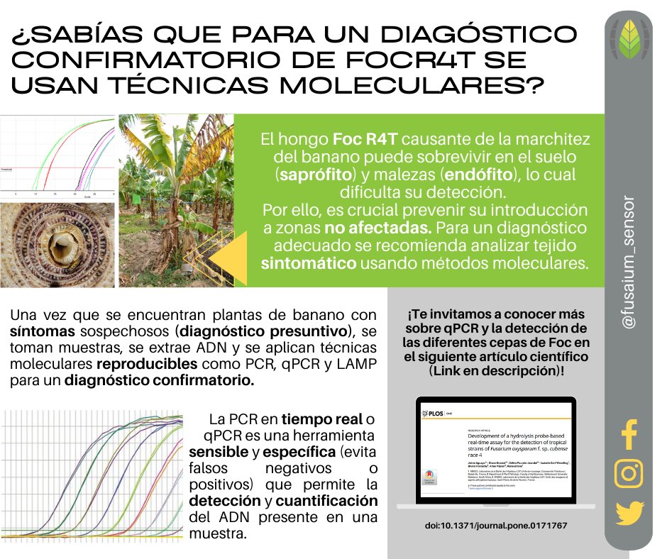 Fusarium Sensor EC tweet media