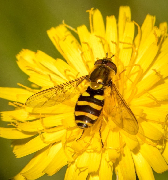 A burned forest in the McKenzie River valley is now a landscape abuzz with bees and flowers, thanks to a UO ecologist’s efforts to establish pollinators in the aftermath of the Holiday Farm Fire: fal.cn/3qVy0
📷: David Cappaert