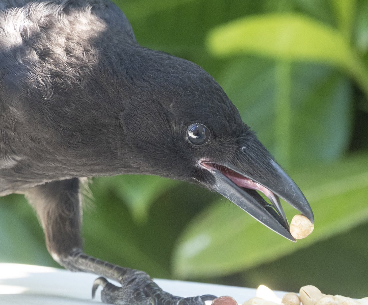 Fledgling masters the art of foraging for himself! 
This is not to say Marvin and Mavis’s youngster, Lucky, has quite given up begging and generally bugging mom and dad on a regular basis. 🤪 #marvinandmaviscrows #citycrowstories #crowtherapy #fledgling