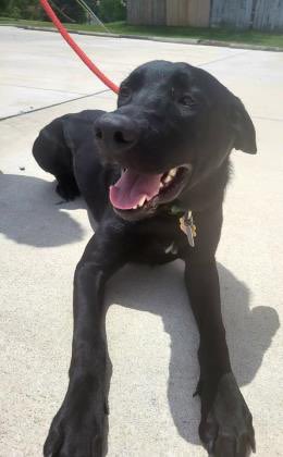 IvePetThatDog's tweet image. I would love to pet Preston. He is 1 year old, and urgently needs a foster home. He is up for adoption through @HumaneAlamance in Burlington, NC. Preston has a lot of energy, but he is playful and loves to cuddle. He does well with kids and other dogs.