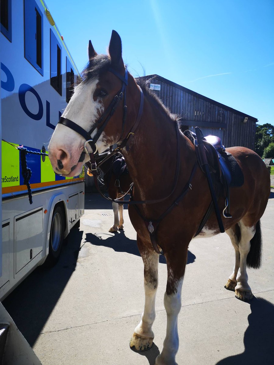 PSOSHorses's tweet photo. Hi everyone Nairn here! Today Harris and I had a lovely day @Dumfries_House annual dog show. We met lots of lovely people which is great for my training and I got carrots! I'd hoped Prince Charles might have been in, he likes Clydesdales like us, but maybe next time?! 🤔🐴👑 https://t.co/esiBLUKFRm