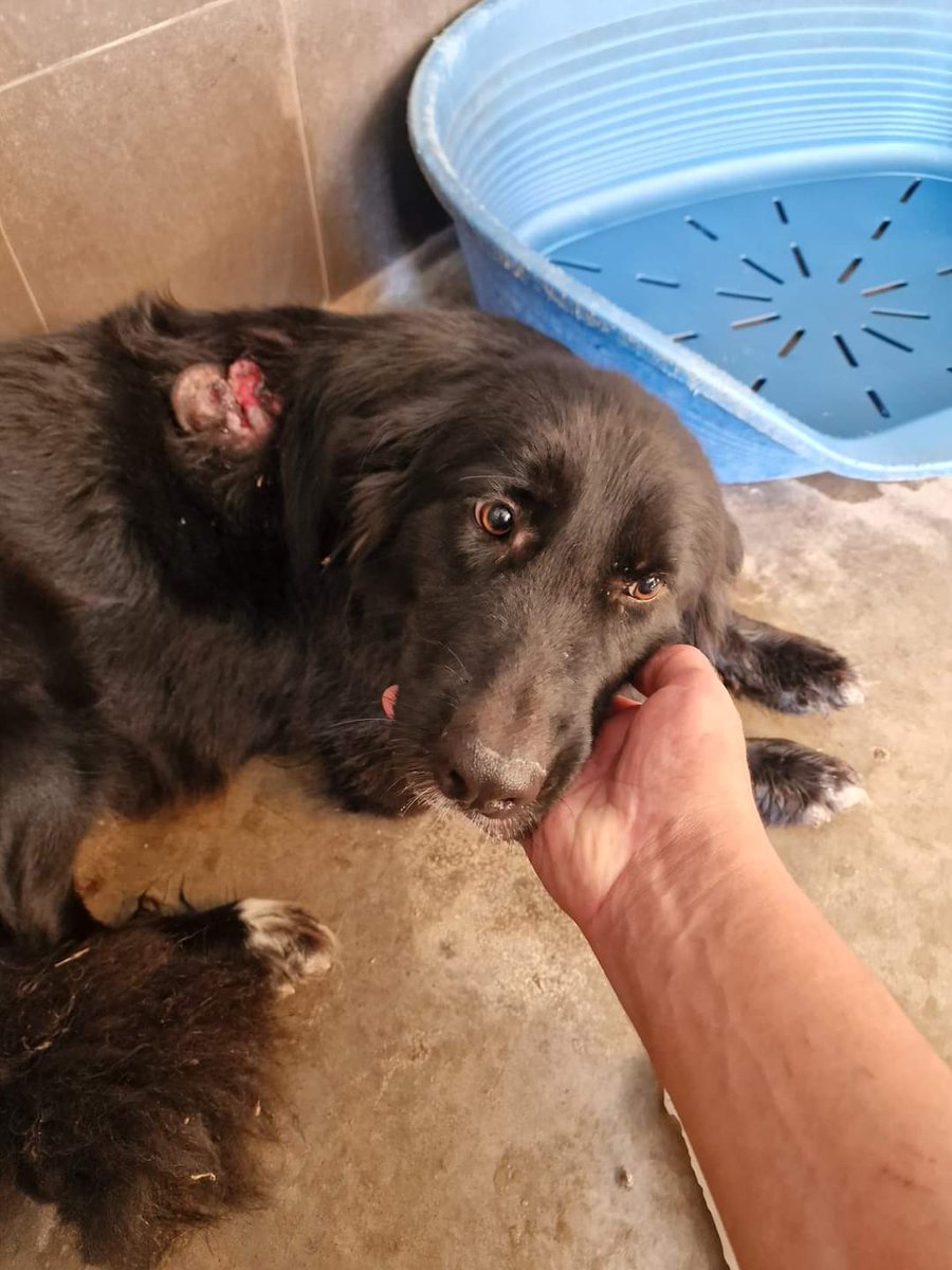 Lucapergliamici's tweet photo. Iris..
3 anni reclusa nella sua prigione. Acqua e cibo somministrati attraverso una rete. È stata messa in salvo, operata e sterilizzata. Ora merita solo il meglio.
Si trova in Campania ma per una buona adozione arriva ovunque. 
Info in privato. https://t.co/jKTjZleJBl