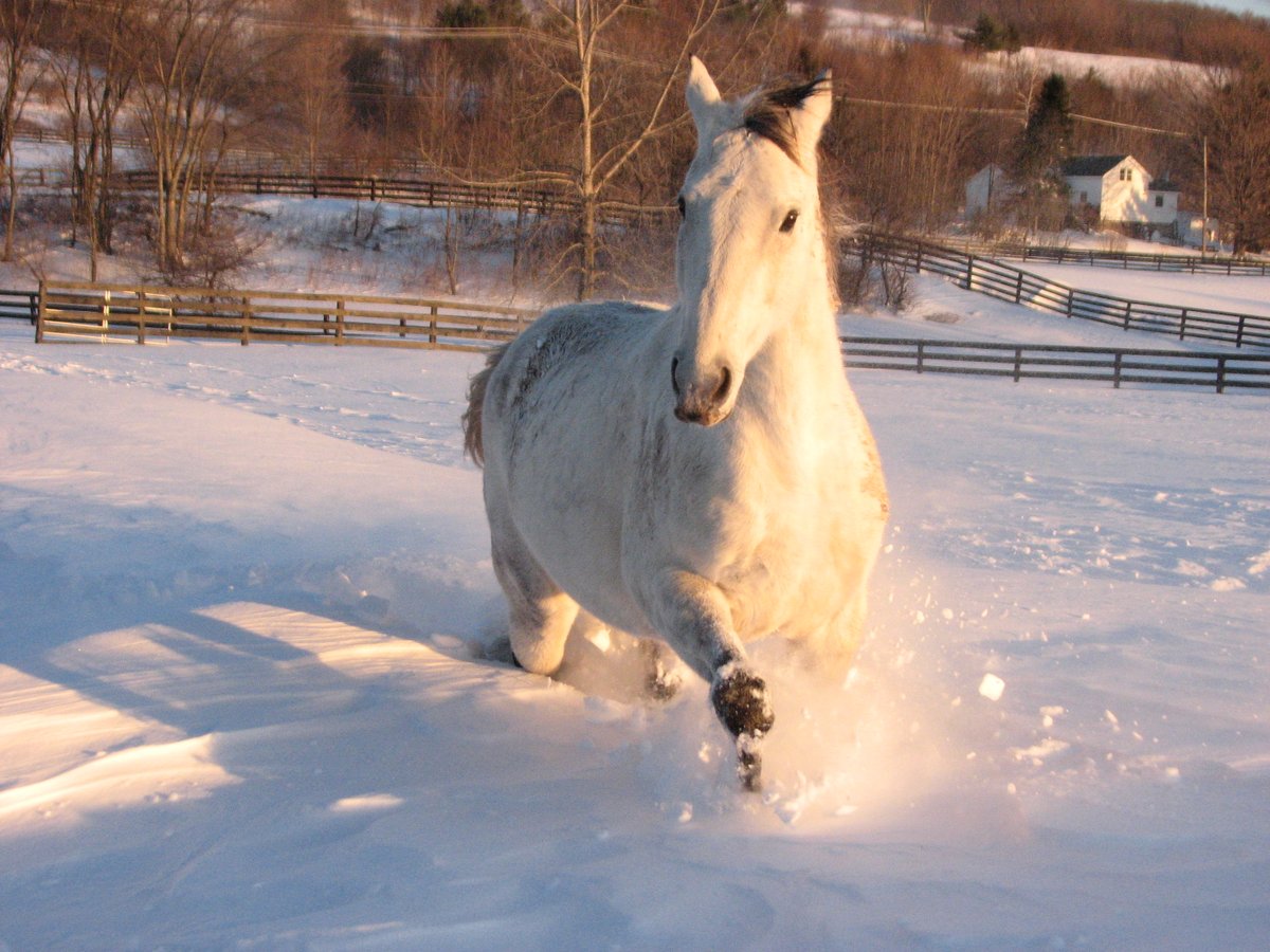 #ThrowbackThursday It's hard to think cool during the summer heat, so maybe this 2010 photo of Gracie running through the snow will help!