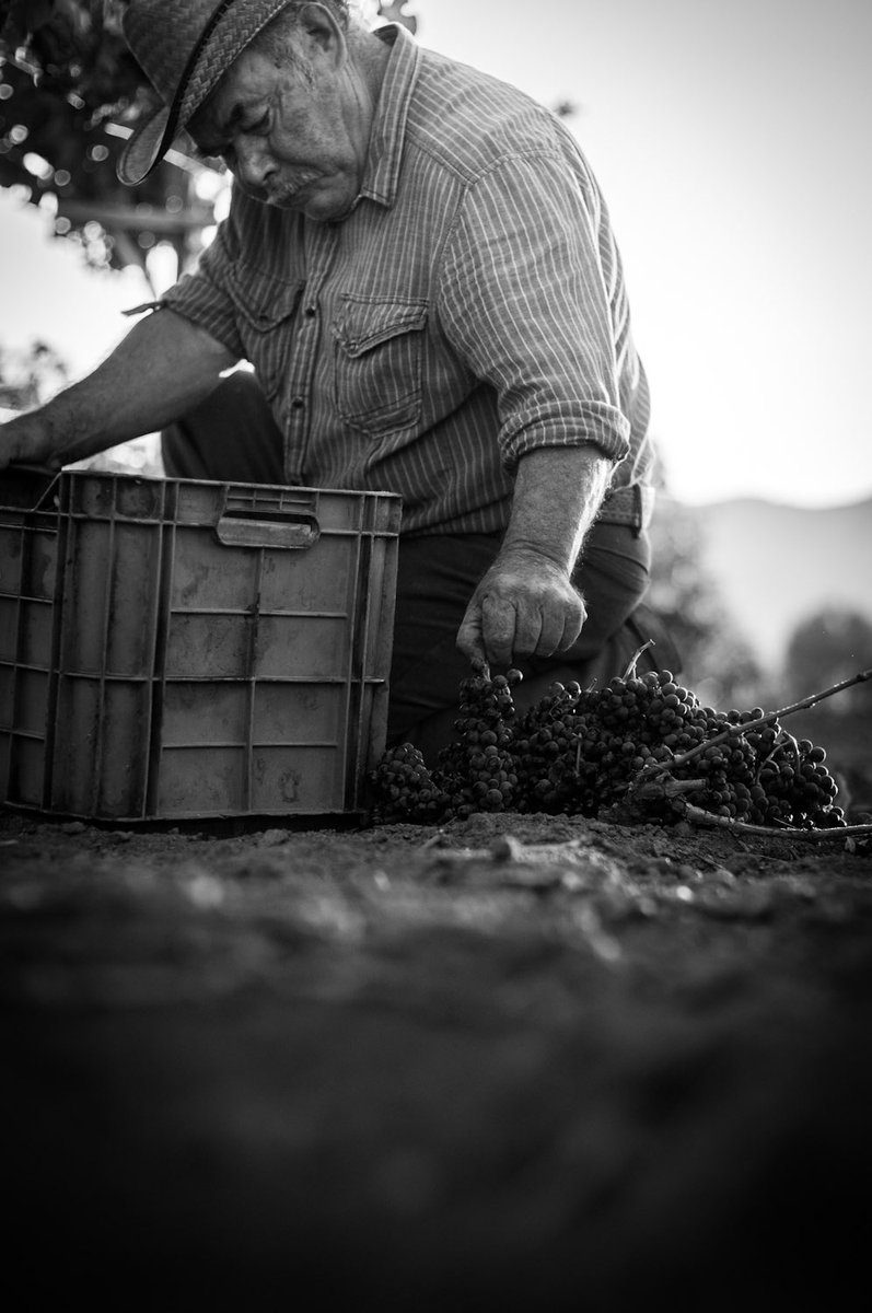 Tiempo de cosechar 

#baronbalche #cosecha2022