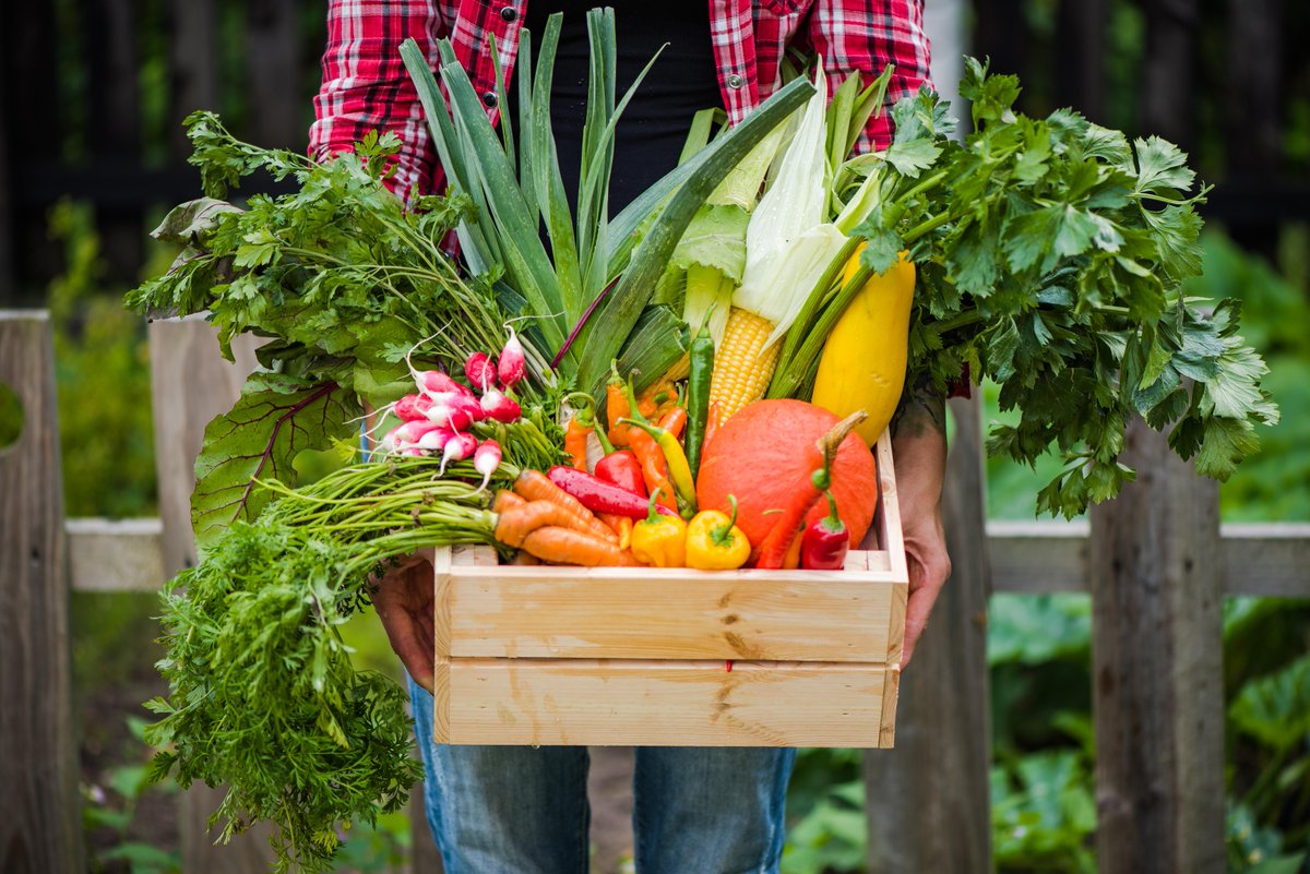The Home Depot (@homedepot) on Twitter photo As you gather your homegrown produce this summer, consider donating your surplus to a local food pantry! Just 2 pounds of fruits and veggies can feed up to 8 servings for families in need. Learn more about donating your harvest with <a href="/AmpleHarvest/">AmpleHarvest.org</a>: thd.co/3Q8ZA8x As you gather your homegrown produce this summer, consider donating your surplus to a local food pantry! Just 2 pounds of fruits and veggies can feed up to 8 servings for families in need. Learn more about donating your harvest with <a href="/AmpleHarvest/">AmpleHarvest.org</a>: thd.co/3Q8ZA8x