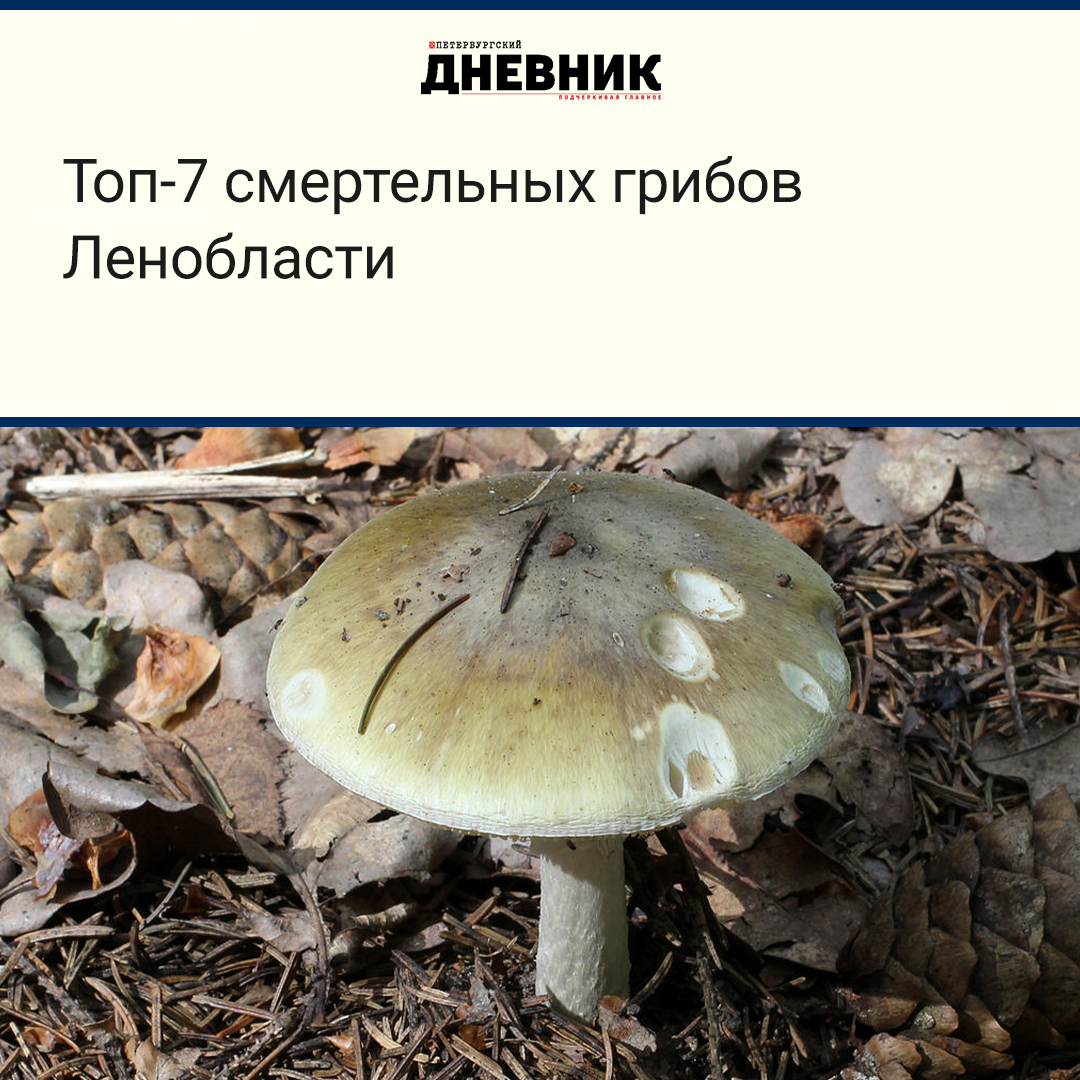 Ядовитые грибы Ленобласти