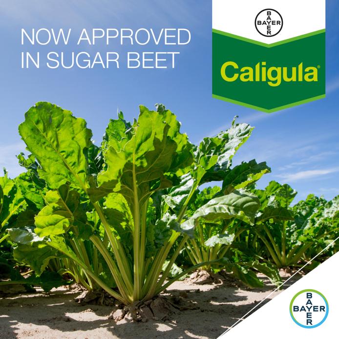 Amazing news🎉

Caligula, our well-known systemic fungicide that is well known to potato growers, has received approval for use in #sugarbeet!
 
Caligula protects against Powdery mildew, Rust, Cercospora, &amp; Ramularia

Excited? 
You ought to be👉 bit.ly/3do0Xle <a href="/BBRO_Beet/">BBRO_Beet</a>