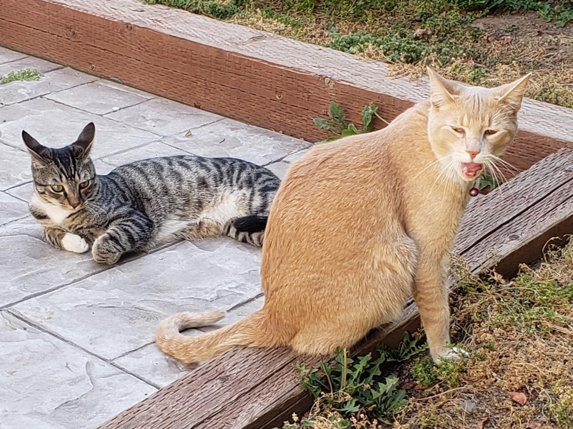 David Lazarus tweet media