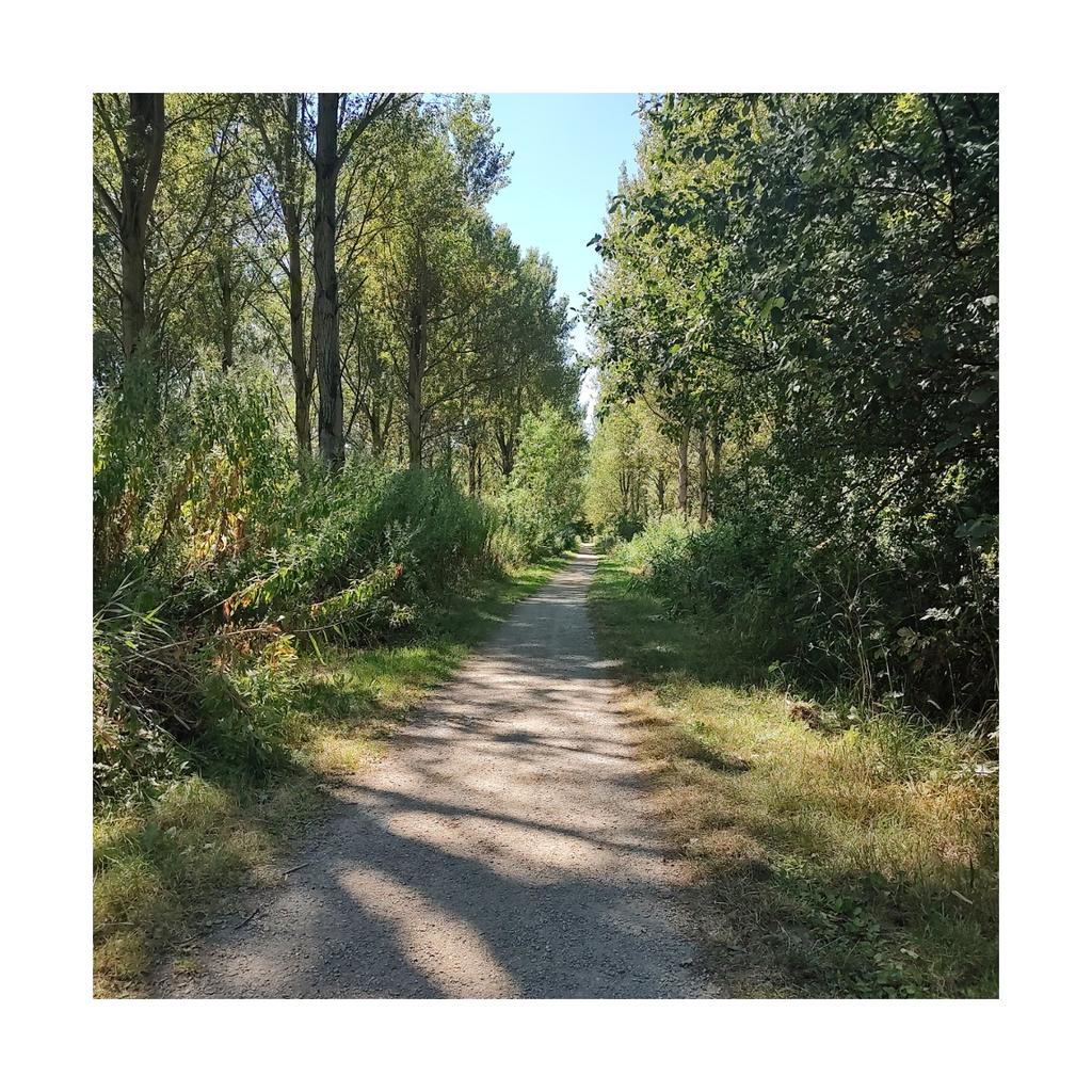 fabiobruna's tweet photo. Fijne vijf gelopen, maar zelf in de schaduw was het warm. #losloper https://t.co/kWUA2v7QFq