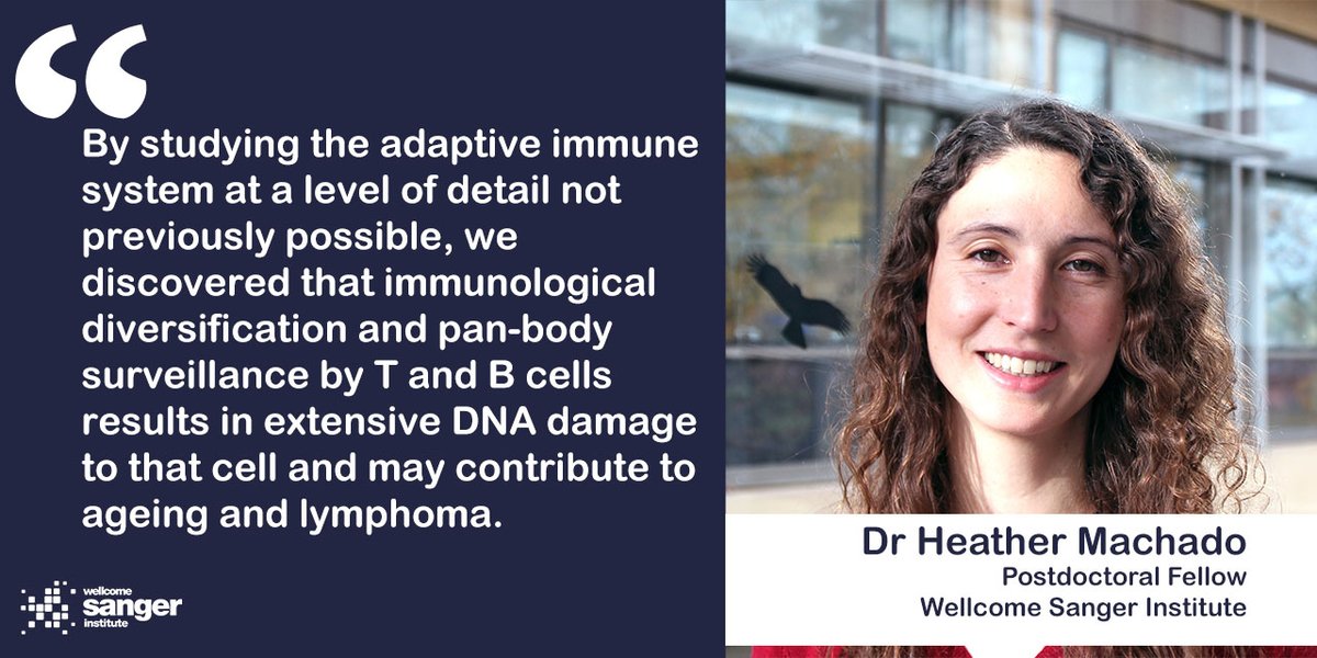 Lymphocytes have been genetically sequenced in higher resolution than ever before, uncovering more information about how mutations in these cells may influence the #ageing process and the development of certain #cancers 🔎🧬

bit.ly/3PgBdV3