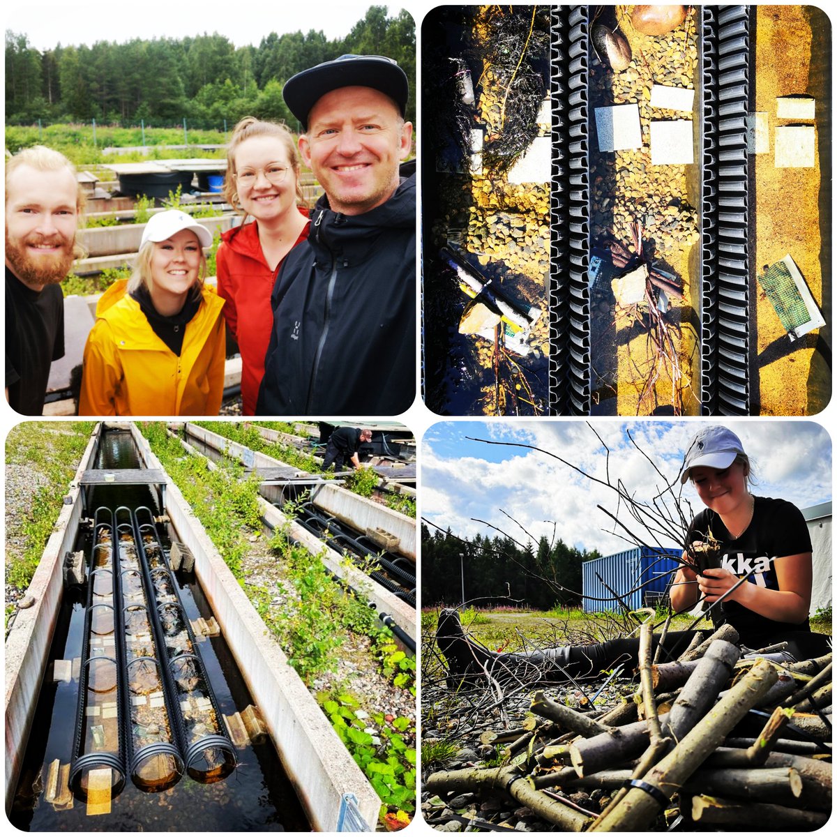 StreamUnioulu's tweet photo. Another #stream #mesocosm #experiment is now up and running in @LukeFinland Paltamo great flow-through facilities. This time studying the combined effects of channel and catchment restoration on stream biodiversity and functioning. Cheers @NesslingSaatio for funding this 🌡️ topic https://t.co/fAPtXcRjeN