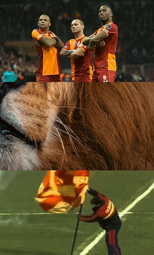 GALATASARAY ❤️💛
⭐⭐⭐⭐
#WorldLionDay🦁