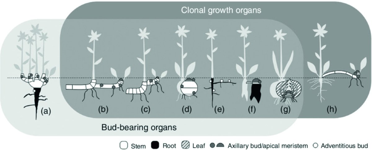 ExFuMo1's tweet photo. 🌱📢Klimešová & Martínková (2022) Clonal Growth, Resprouting, and Vegetative Propagation of Weeds
➡️https://t.co/acp583r162 @WileyGlobal
#GoBelowground #ExFuMo #functional #traits #clonality #weed #regeneration #book #resprouting https://t.co/zDMvfLdzIJ