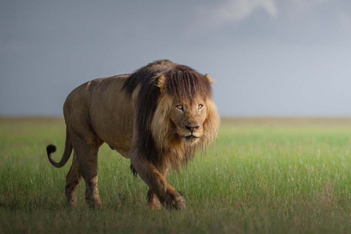 We are protecting over 477 lions in 12 of the 20 parks under our management. This includes 50% of the remaining critically endangered West African subspecies in Pendjari &amp; W National Parks in Benin. Join us in our mission to protect lions: bit.ly/2mNFDvp

#WorldLionDay