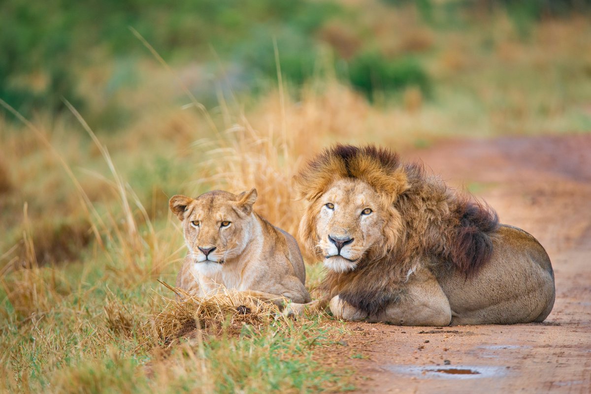 hamwe_tours's tweet photo. Look at how majestic they look🔥🔥
@hamwe_tours got you covered https://t.co/0lWNbDTKui