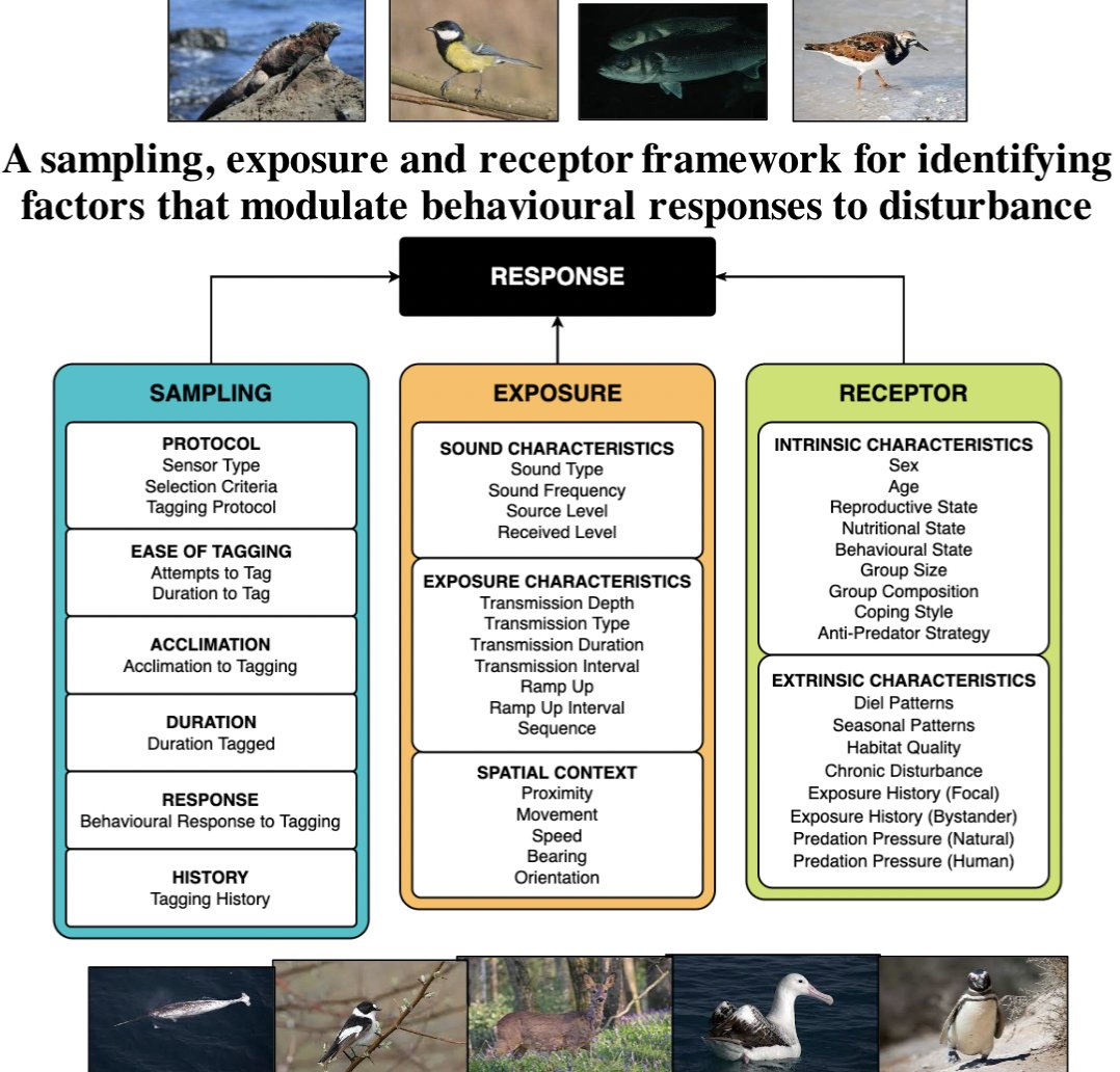 SMRU_Consulting's tweet photo. Excited to announce the publication of a new paper that's been a labor of love for the last few years. https://t.co/dRM7DVK7qO - not possible without amazing coauthors from @_SMRU_ @univofstandrews @DukeMarineLab and more. And to: @animalecology &amp; @BritishEcolSoc. https://t.co/SLHsyErrOY