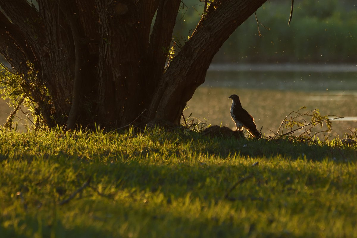 🐂 Pastva uherského stepního skotu má už po necelých pěti měsících kýžený pozitivní efekt na biodiverzitu v ptačím parku Kosteliska.

✔️ výrazné potlačení zlatobýlu
✔️vytvoření skvělých podmínek pro ptáky, kteří létají na pastvinu za potravou

birdlife.cz/hejna-hus-i-vz…