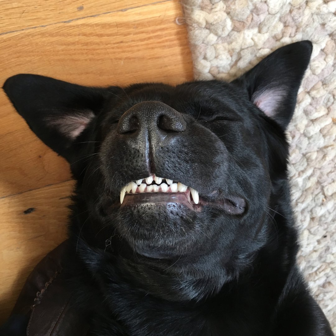 MonkeyIsland_'s tweet photo. Mid week smiles ππΆ
Have a great day everyone!
#MonkeyIsland #MonkeyIslandPublishing #Pets #Dogs #Cats #PetThemed #Notebooks #Planners #Notepads #ToDoLists #CatNotebook #DogNotebook #DailyPlanner #ShoppingList #Stationary #PetThemeStationary #DogStationary #Diaries https://t.co/WVfUtb6usU