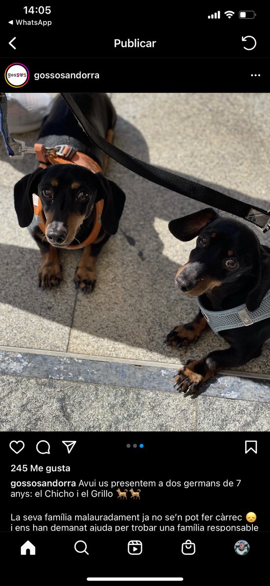 AlexChiner's tweet photo. Una pareja de señores mayores tiene dos teckels de 8 años en Andorra y ya no se pueden hacer cargo de ellos. La única condición para darlos en adopción es que estén los dos juntos. https://t.co/1MQXbhslF0