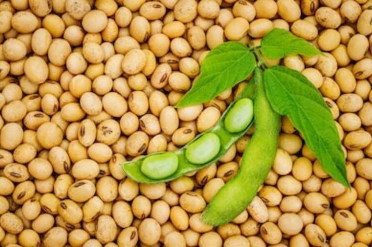 PromoteZambia's tweet photo. Tips on NTEs and Export Markets Cont. - #PrimaryAgriculture
The Primary Agriculture sub-sector trades in products such as tobacco, maize, cotton, coffee, soya beans, ground nuts, vegetables, rice, pepper and sorghum among others
#ZDA
#PotentialMadePossible
https://t.co/LO2ccCdzFu https://t.co/KQqy7sYqsV