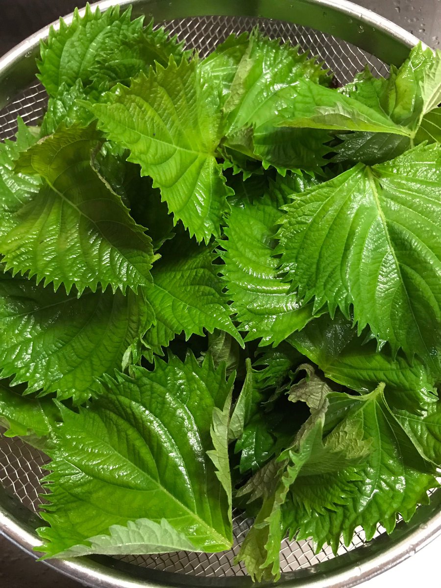 紫蘇の葉 Twitter Search Twitter