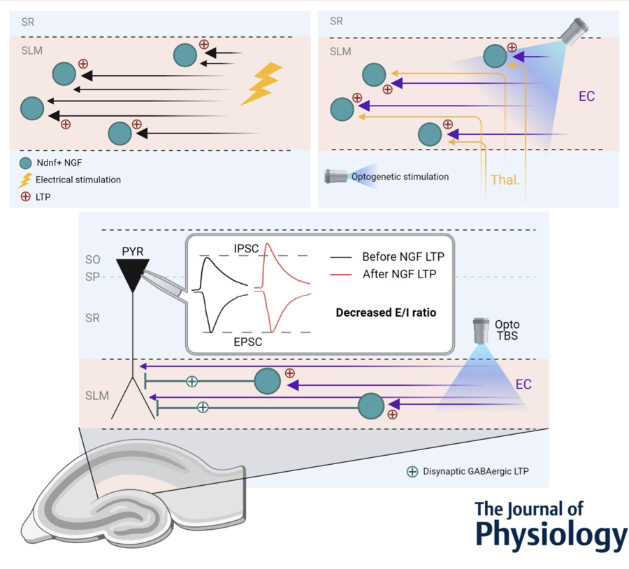 LTP in stratum lacunosum moleculare interneurons. Cool work from @marionsmercier doi.org/10.1113/JP2827…