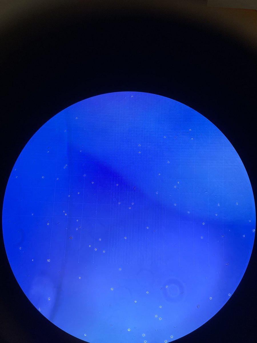 cerentuncayy's tweet photo. Bunlar da benim ilk çocuklarım 🥹👩🏽🔬🔬 #HuH7 #İBG #atabeylab #cancer #intern https://t.co/SFKczBmbbE