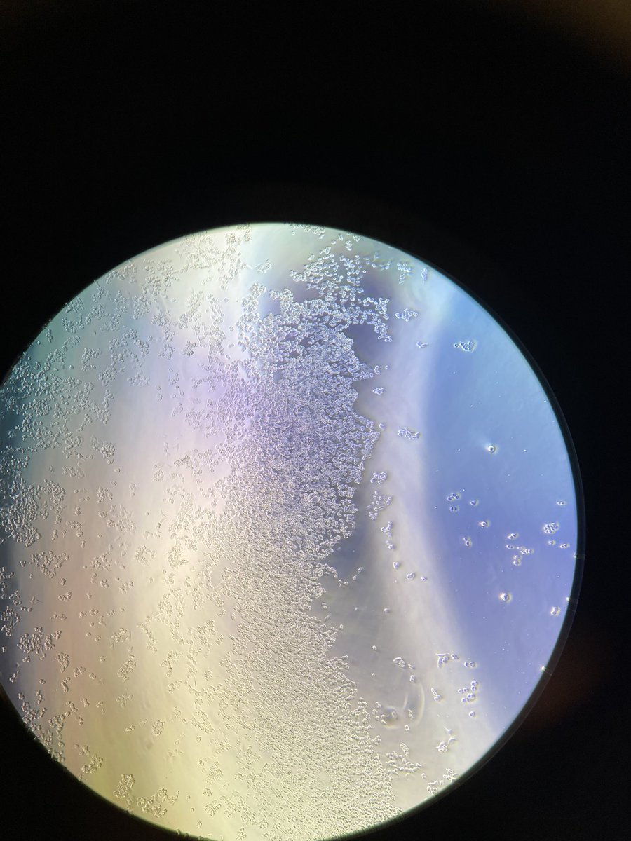 cerentuncayy's tweet photo. Bunlar da benim ilk çocuklarım 🥹👩🏽🔬🔬 #HuH7 #İBG #atabeylab #cancer #intern https://t.co/SFKczBmbbE