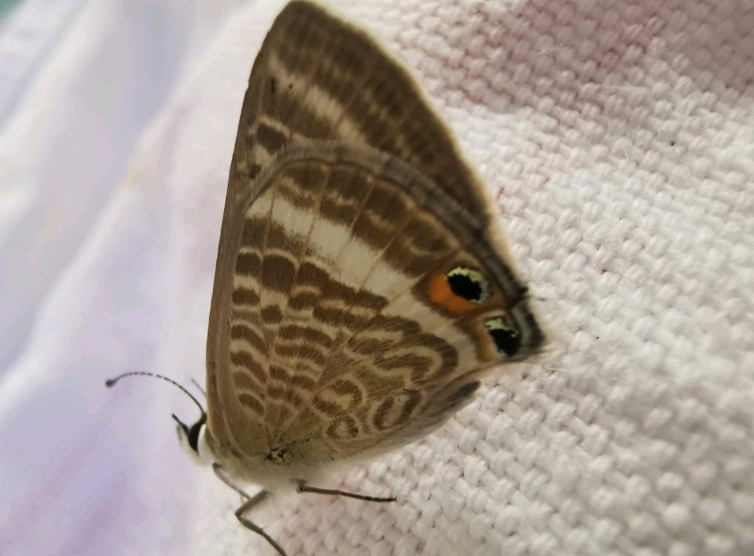 The first Long-tailed Blue butterfly reported in 2022 was spotted in a hotel near Bodmin on 1st August. Now is a good time to keep an eye out for this interesting migrant species! 

Follow our Facebook and Instagram for the whole story! 🦋
