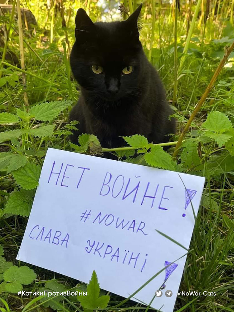 Протест из зарослей крапивы от Юси 🖤🖤🖤
#НетВойне #КотикиПротивВойны