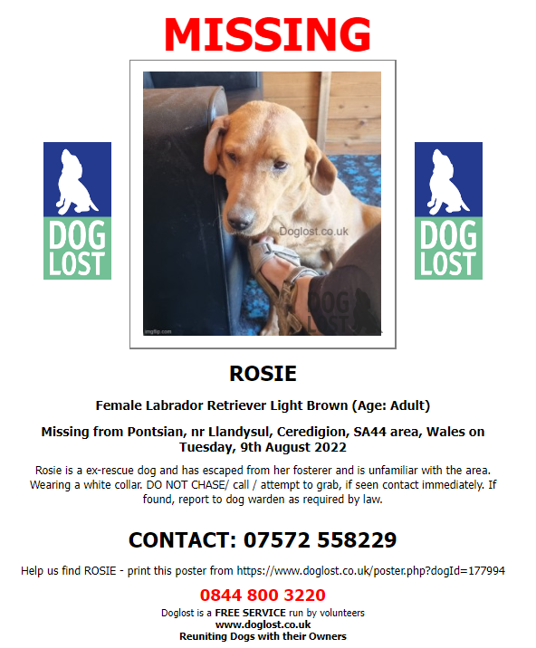 💥 URGENT SHARES PLEASE - ex rescue dog has escaped from her fosterer in an unfamiliar area 💥 ‼️ #ROSIE IS #MISSING from #Pontsian, nr #Llandysul, Ceredigion, #SA44 area, Wales since Tuesday, 9th August, 2022 ‼️ 🔺 Female adult 🔺Colour: Light brown doglost.co.uk/dog-blog.php?d…