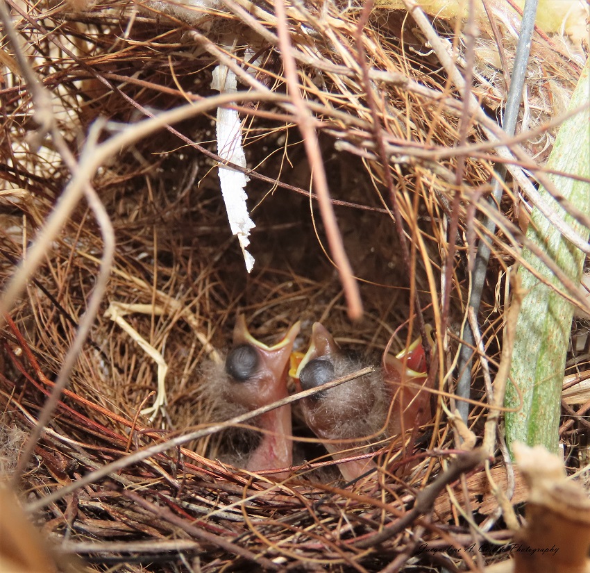 jcestero's tweet photo. New beginnings are always welcome 🐣🐣🐣🐣

#Anguilla #birdwatching #birds #babybirds #birdsofanguilla #nestingbird #TwitterNatureCommunity https://t.co/WzKllzBVww