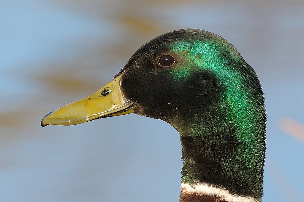 Adam Todoran tweet media