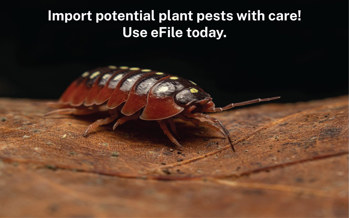 USDA_APHIS's tweet photo. Apply for your Live Plant Pests, Noxious Weeds, Soil, and Prohibited Plants permits using our new APHIS eFile application. It’s easy to use, understand, and you can receive your permits and associated labels faster! Visit https://t.co/7Pw1iyIqEN today! #USDAAPHIS #Pest #Plants https://t.co/thRMLIkJ5s