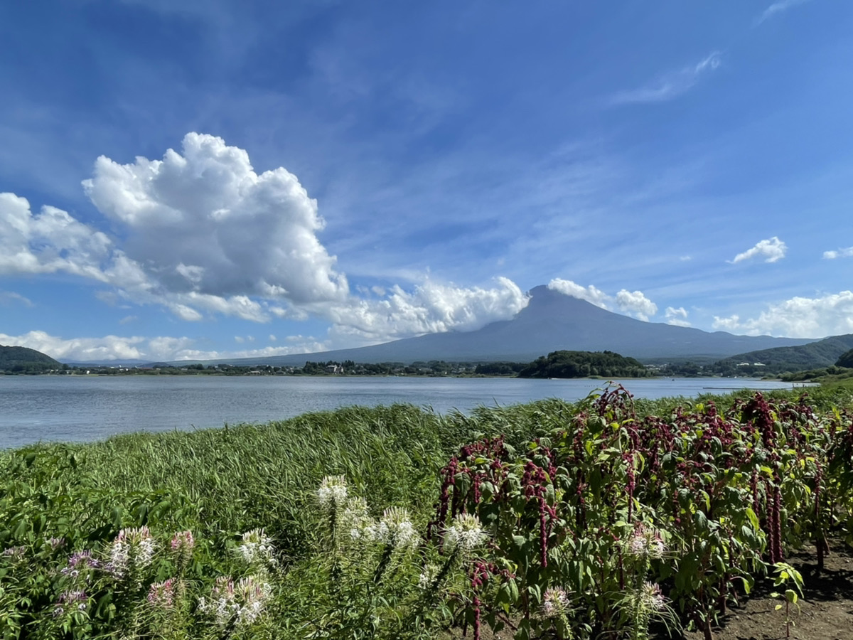 InThePassion1's tweet photo. 朝霧高原は25度で、東京とは別世界でした。帰りの中央道の日差しが火傷するかってくらい暑かったです。
#河口湖 #大石公園 #XADV #富士五湖 #富士五湖ツーリング https://t.co/EkHB09sjur