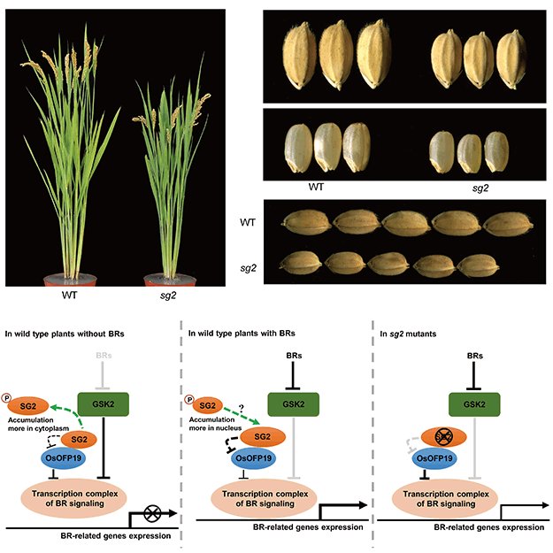 JIPBio's tweet photo. Grain size is a key #agronomic trait that determines the yield in #plants. In a new #JIPB paper, Huang et al. explore the role of the #brassinosteroid pathway in determining grain size in #rice. 
https://t.co/iUER03oq1D @wileyplantsci #PlantSci #CropSci https://t.co/wR0ptNi7LR