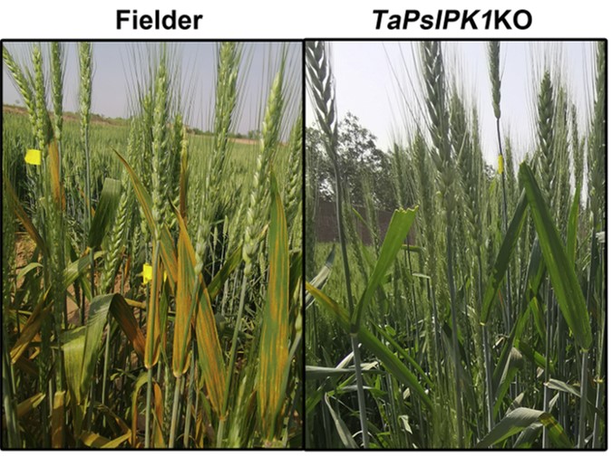 Wheat is frequently devastated by yellow rust. CRISPR-cas9 inactivation of one gene confers broad spectrum resistance. Gene editing for sustainable agriculture!
doi.org/10.1016/j.cell…