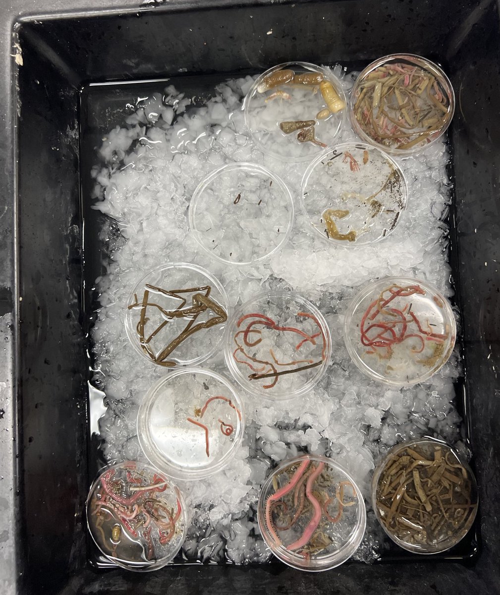 Our @Hadal_Center explorers have arrived at Aleutian trench in Bering Sea and are now studying the real deal: Real, live hadal animals in their natural 7000 m deep habitat. Daily updated blog here aleutbio.sgn.one/en/blogs/aleut… @Senckenberg @GrundforskFond