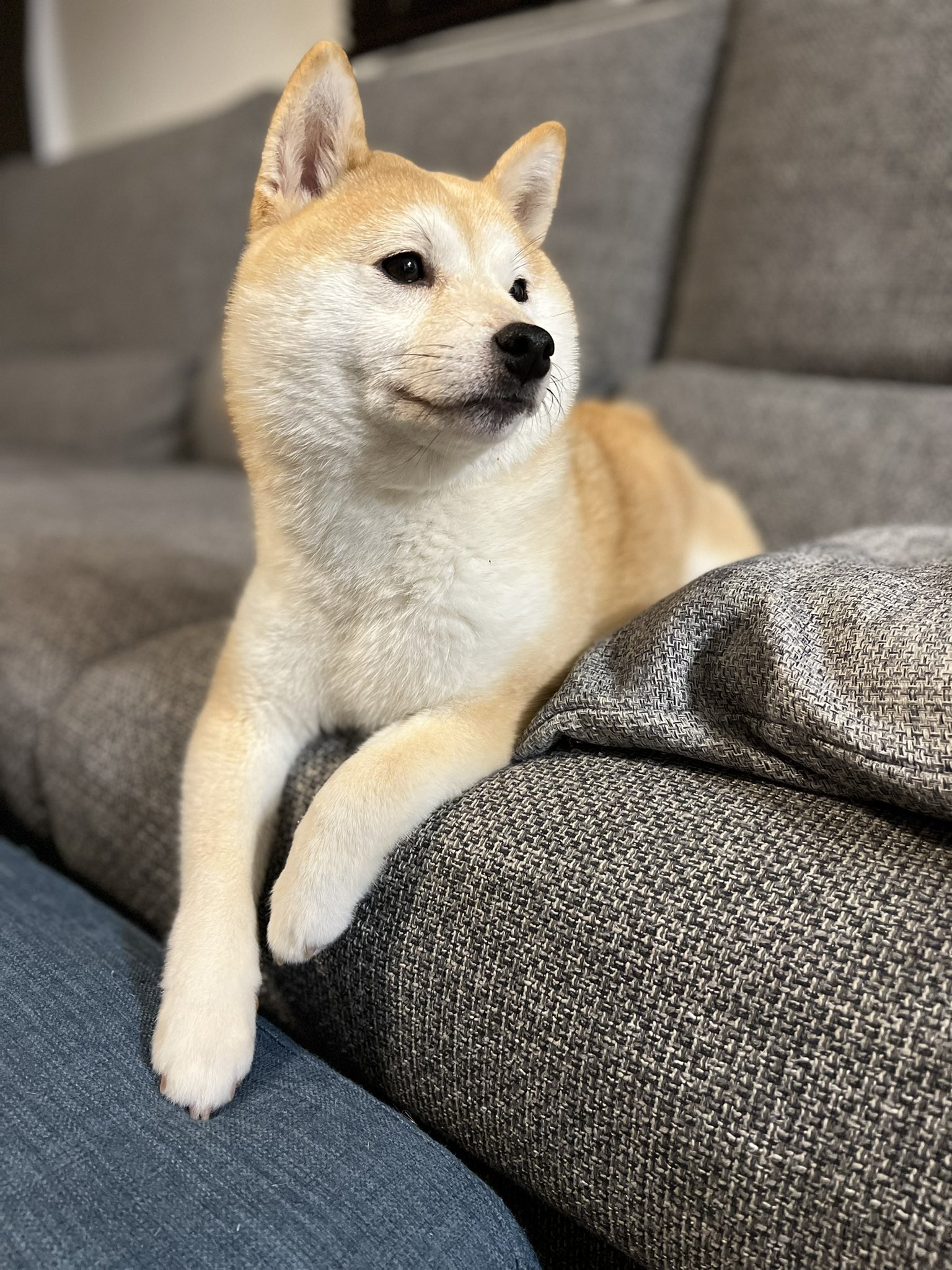 豆柴こころ はい 今日も可愛い 豆柴 柴犬 Mameshiba Shibainu Pet Japan Kawaii Dog いぬのきもち 犬のいる暮らし Shiba Snap わんこ動画 시바 赤柴 赤豆柴 T Co Usijj4ctbj Twitter