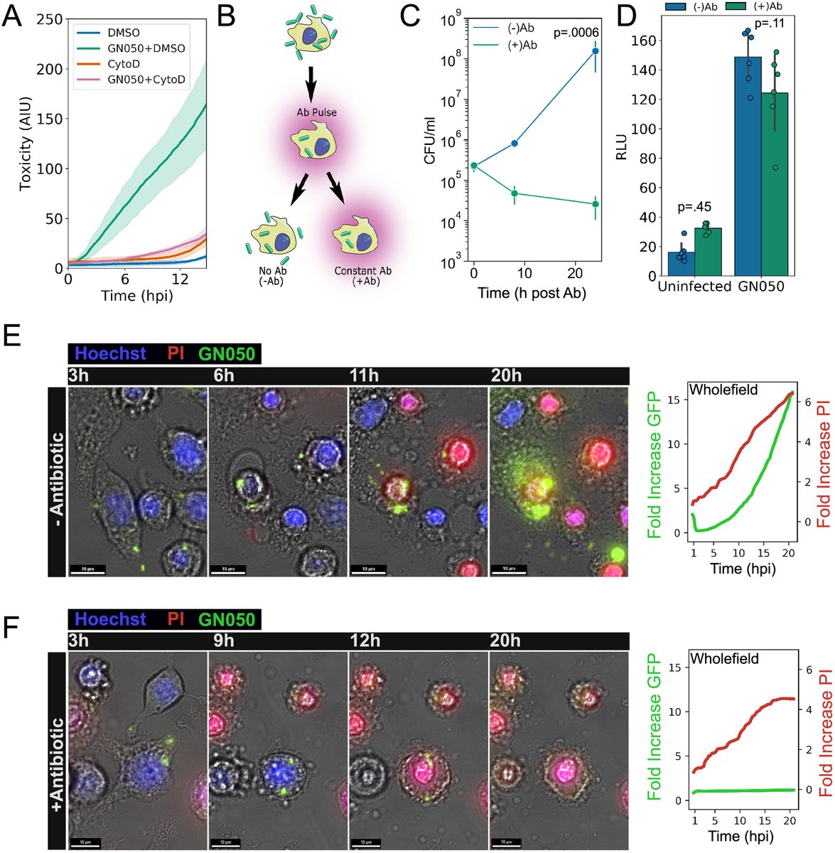 JournalSpectrum's tweet photo. Life cycle of A. xylosoxidans in macrophages @APickrum https://t.co/7OoCMcvK7M https://t.co/E6J5Wr1RNO