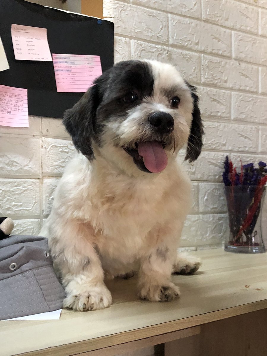 wonuscache's tweet photo. 🐾 hello, this is nami and i am humbly asking for your help as I raise funds for the veterinary consultation and medication of my dog, mateo.

any amount is deeply appreciated!

thank you and God bless! https://t.co/KBFnvy3qmL