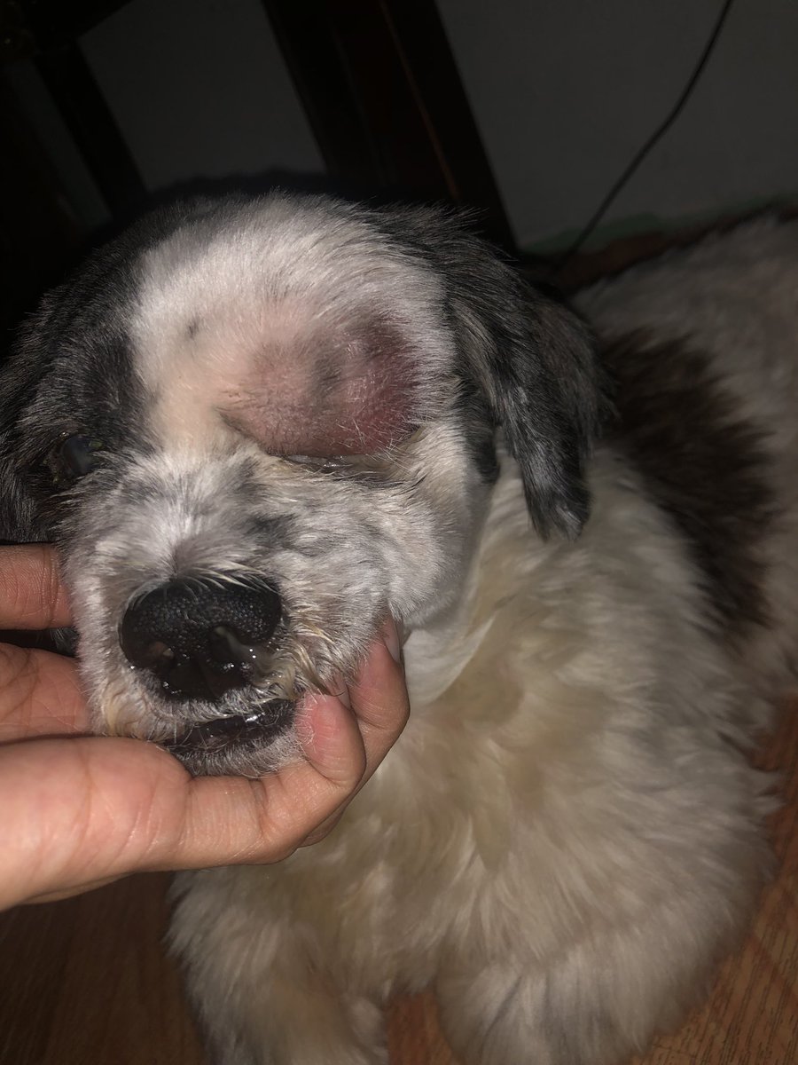 wonuscache's tweet photo. 🐾 hello, this is nami and i am humbly asking for your help as I raise funds for the veterinary consultation and medication of my dog, mateo.

any amount is deeply appreciated!

thank you and God bless! https://t.co/KBFnvy3qmL