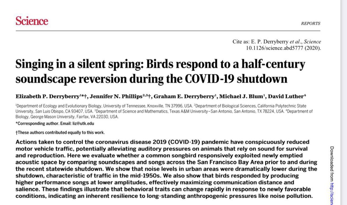 Birds give up the complexity of song for volume in noisy places - so they sing louder but less interesting (to both humans & mates) songs in cities. When traffic noise in San Francisco fell due to COVID, birds began to sing more complex, quieter songs like they did 50 years ago!