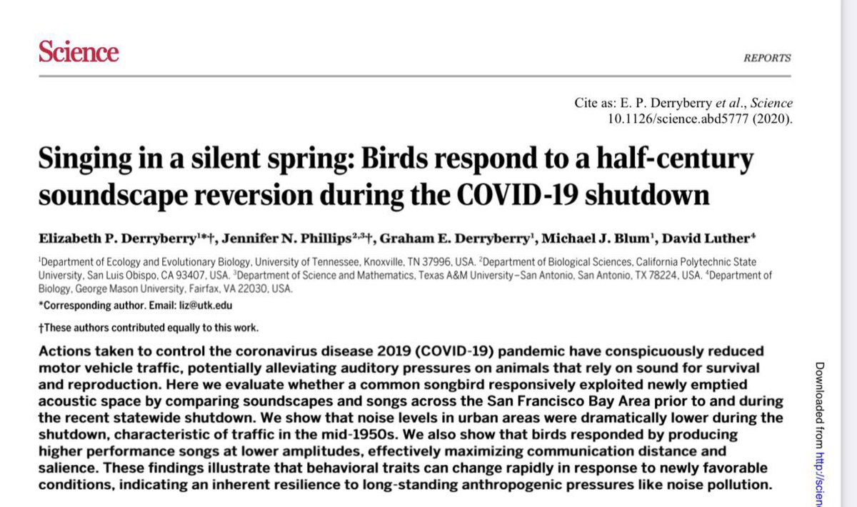 Birds give up the complexity of song for volume in noisy places - so they sing louder but less interesting (to both humans &amp; mates) songs in cities. When traffic noise in San Francisco fell due to COVID, birds began to sing more complex, quieter songs like they did 50 years ago!